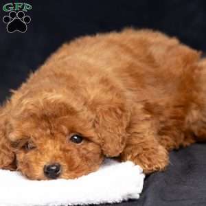 Ashley, Toy Poodle Puppy